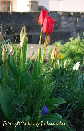 spring tulipany 1